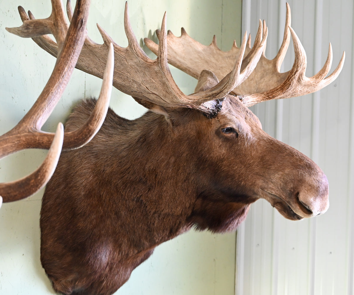 Moose Mounts – Antlers Unlimited