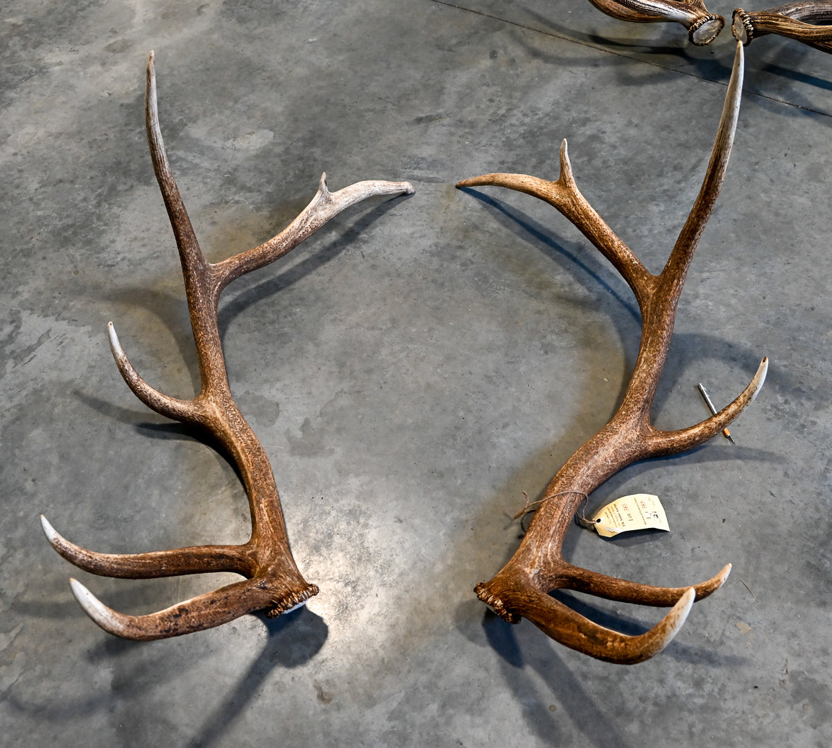 Small Antler Billet (overstock special price)