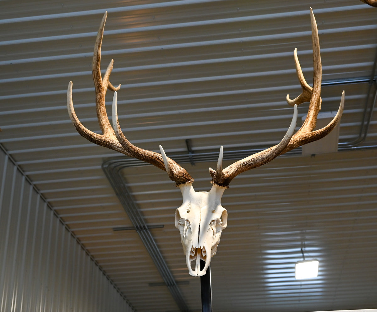 mounted bull elk head
