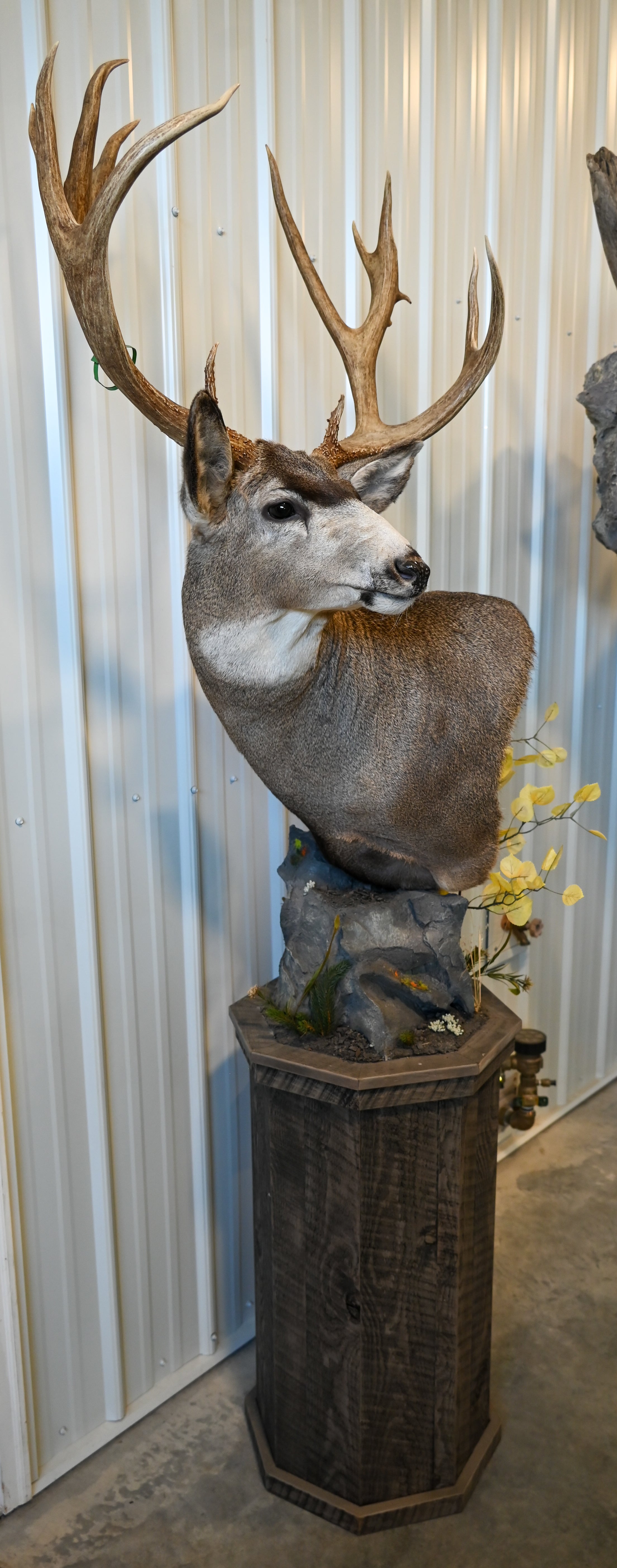 Mule Deer on Pedestal