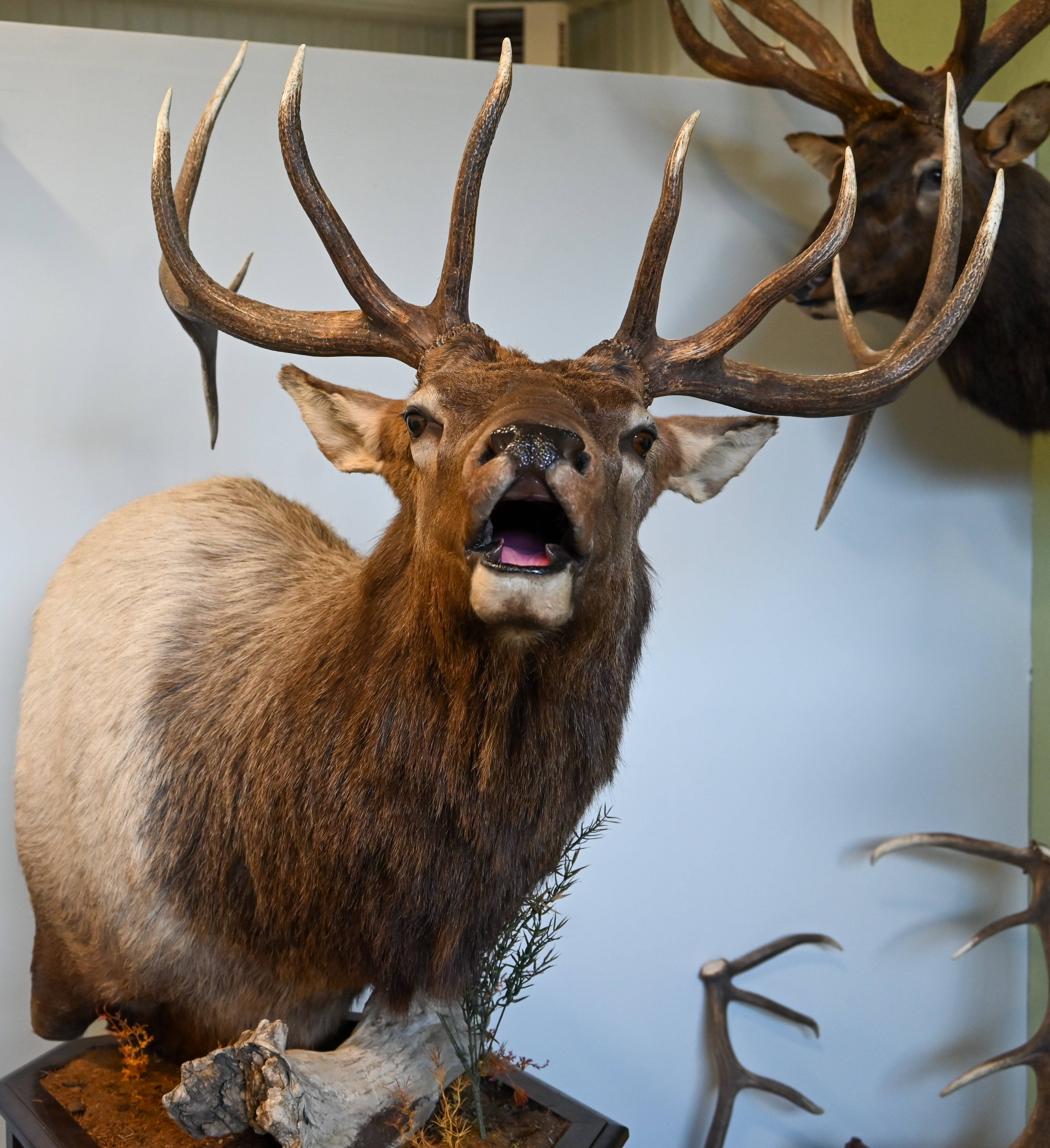 Mounted Elk Antlers