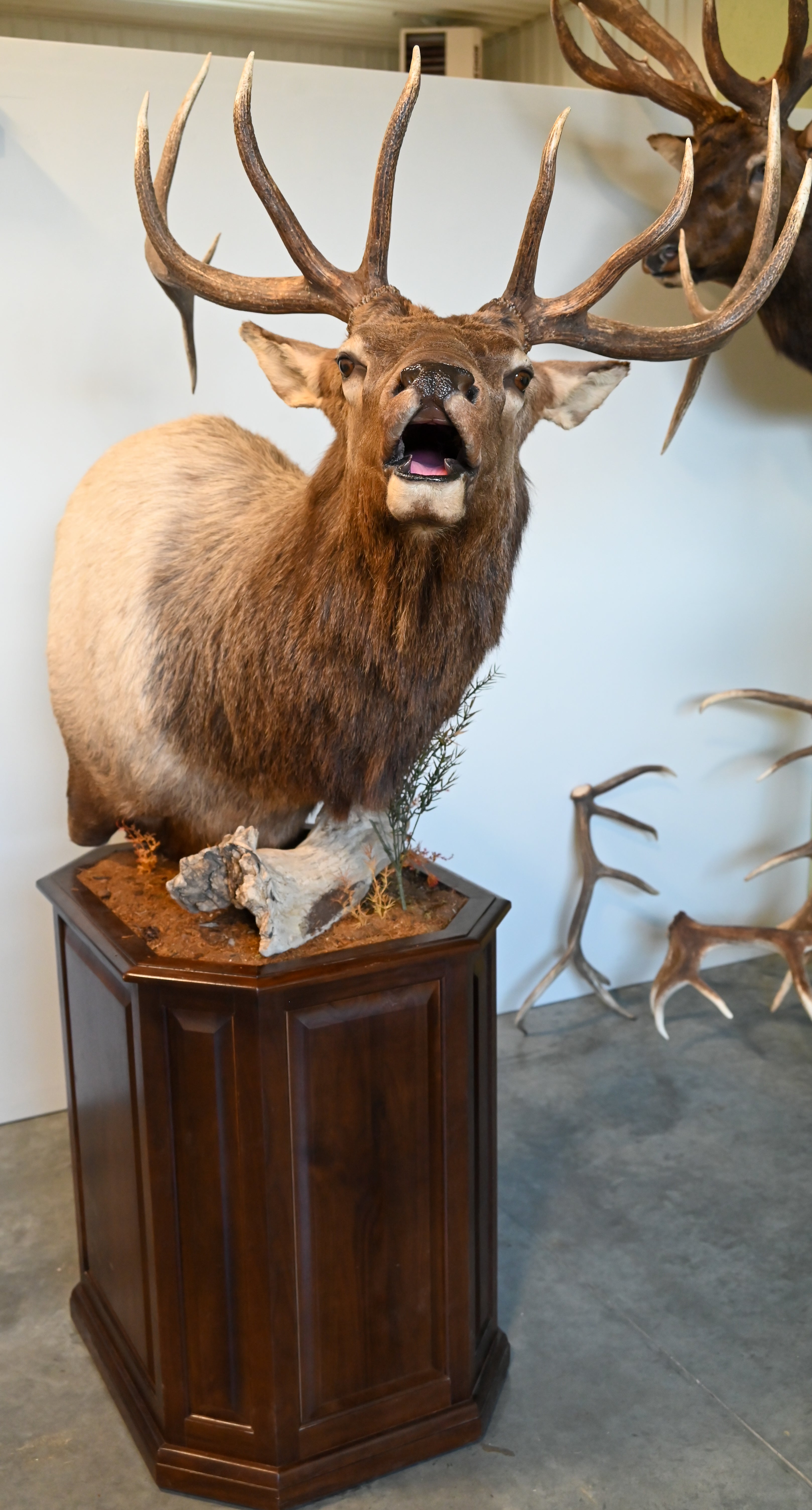 Elk Mount on Pedestal