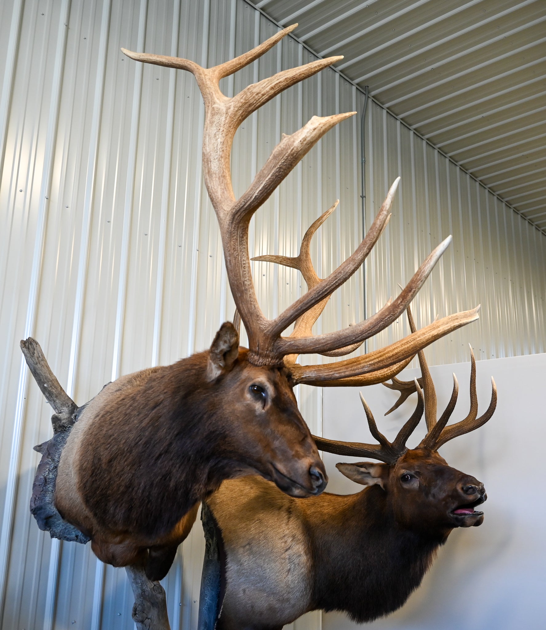 Double Elk Mount