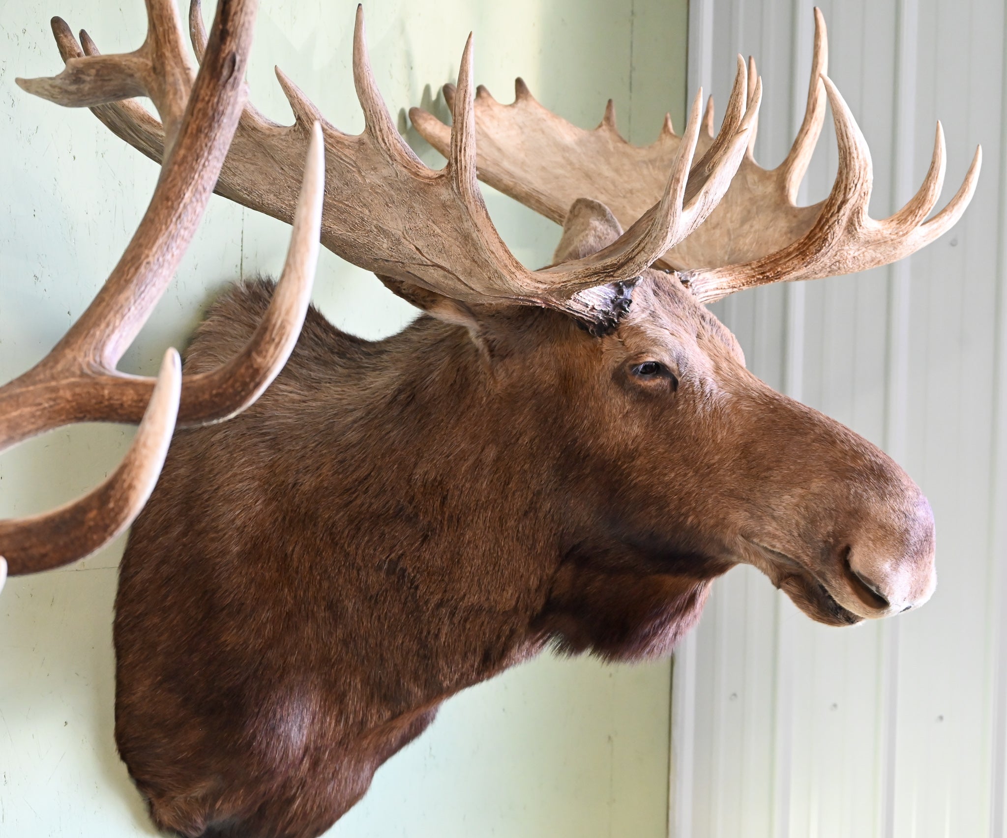 Moose Mount – Antlers Unlimited