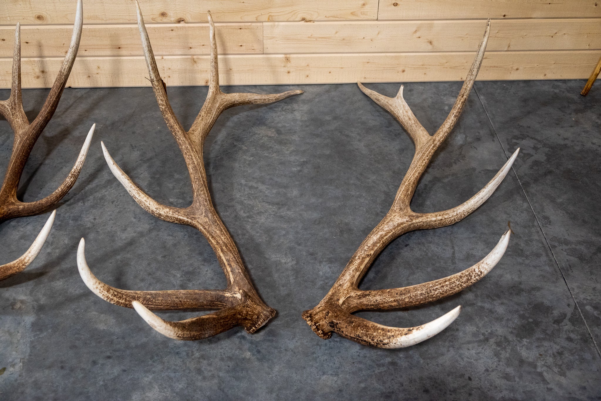 Elk Rack Together Elk Matching Shed Sets – Antlers Unlimited