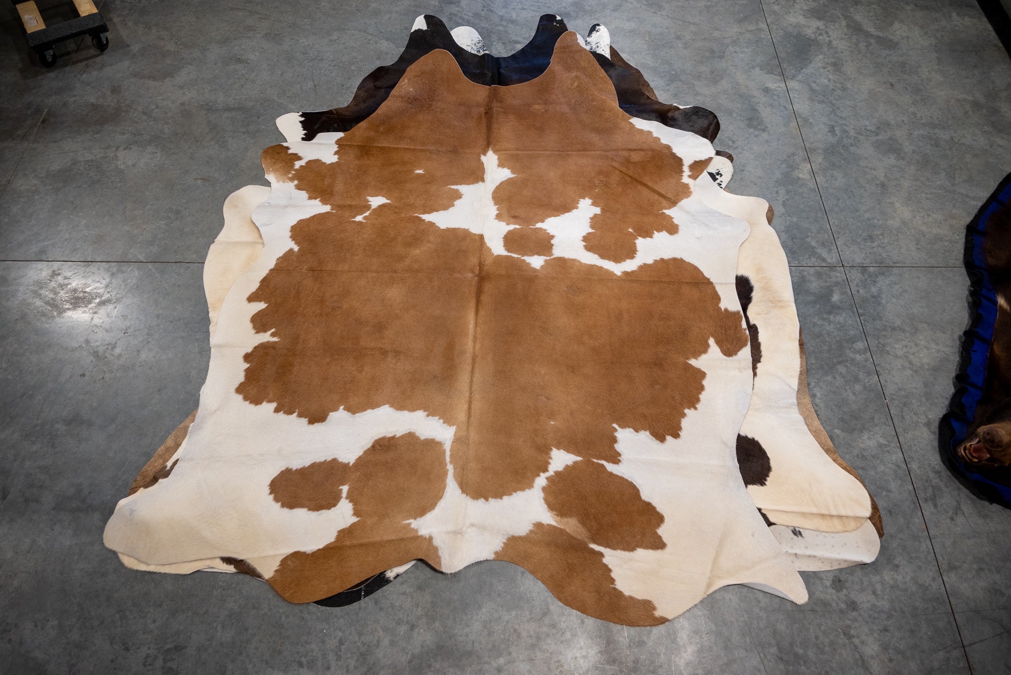 Cow Hide Rug Extra Large, Tan and White – Antlers Unlimited