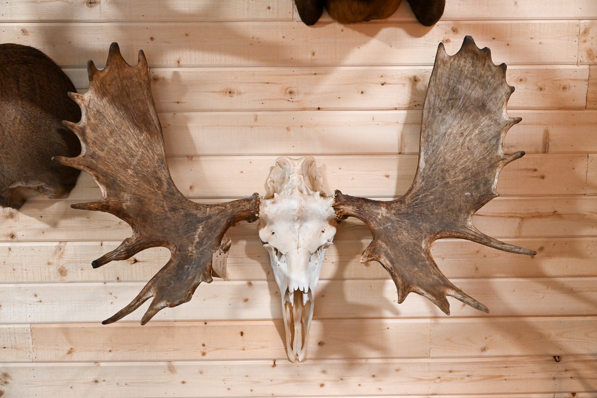 moose skull