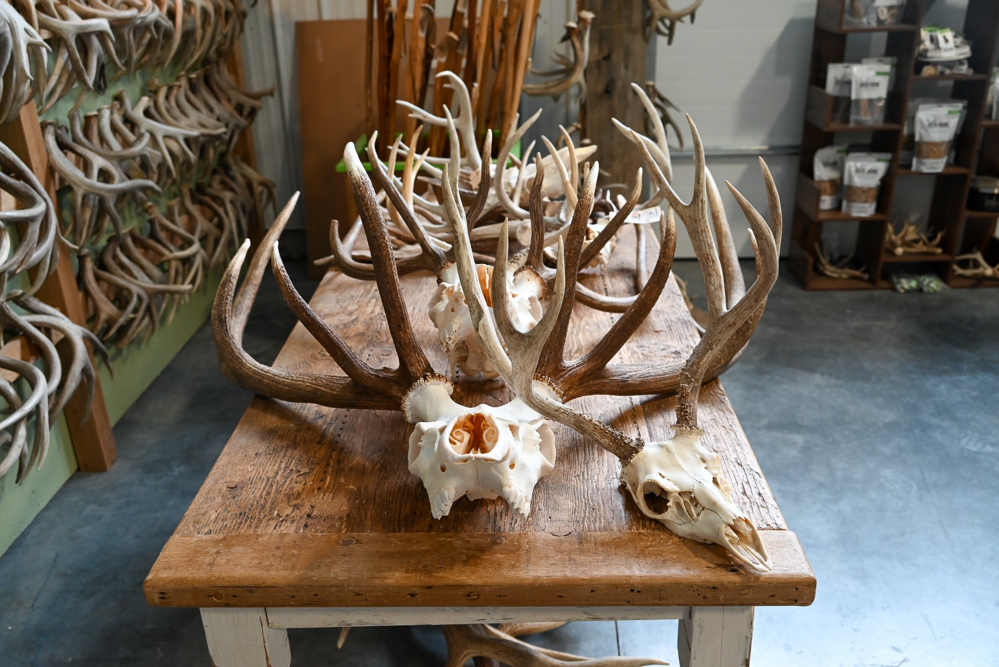 Multi Euro Mount Elk Skull Euro Mounts – Antlers Unlimited